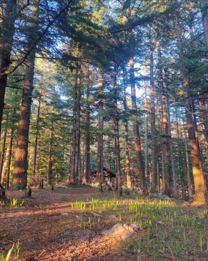 Deep In Woods Jibhi Exterior foto